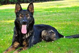 How Long Do Male German Shepherds Grow Aulad Org