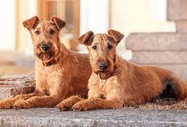 'hypoallergenic' dogs are considered the best option if you have a pooch sensitivity. Cheapest Hypoallergenic Dog Breed 10 Best Non Shedding Dogs