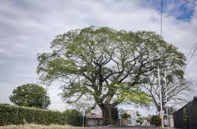 Check spelling or type a new query. Dia Del Arbol 2020 Gdfcf