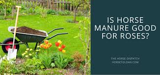 In addition to avoiding cat and dog manure, gardeners should shun pig manure. Is Horse Manure Good For Roses The Horse Dispatch