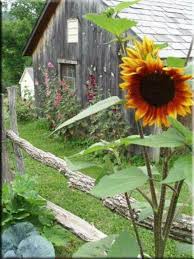 Pin By Janice Leech On Garden In My Garden Country Barns Old Barns Country Farm