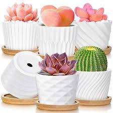 Small white pots for succulents. Succulent Pots White Ceramic Pots For Plants Set Of 6 Succulent Planters With Drainage Tray Bamboo Small Plant Pots 3 Inch Planter Pots Cactus Mini Flowers Pots With Saucer Garden Pots In