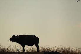 Image result for Cordia mukuensis