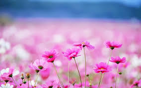 Hd Wallpapers Flowers Hd Wallpapers For Pc Flower Desktop Wallpaper Flower Wallpaper Pink Wallpaper