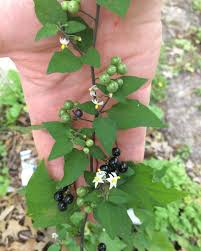 Image result for Solanum scabrum