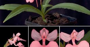 Image result for Habenaria petitiana