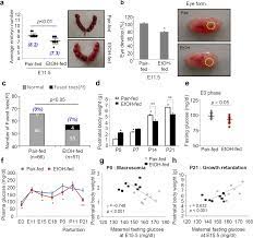 Alcohol Consumption Before Pregnancy Causes Detrimental Fetal Development And Maternal Metabolic Disorders Scientific Reports