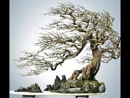 Bonsai Inspirasi Gaya Seperti Tertiup Angin Youtube