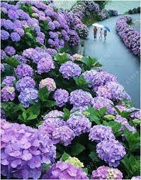 20 Seeds Bag Hydrangea Seed China Hydrangea Hydrangea Flower Seeds 12 Colours Natural Growth For H Hydrangea Landscaping Beautiful Hydrangeas Beautiful Gardens