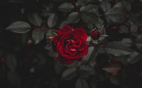 See more ideas about laptop wallpaper, hd wallpapers for laptop, wallpaper free download. Pin On Florosas