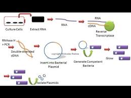 Cdna means complementary dna prepared from human cells. Cdna Library Youtube