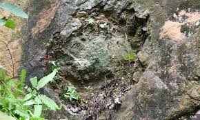 Dino is a member of the people's democratic party. Malaysiakini Umk Researchers Find Fossils Of Dinosaur Footprints In Tanah Merah