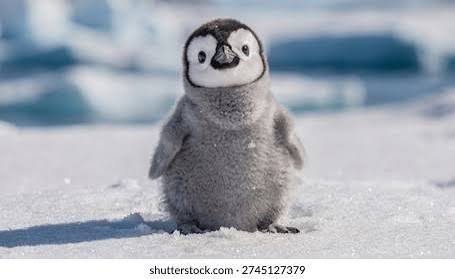 23,230 Cute Antarctic Animals Royalty-Free Images, Stock Photos & Pictures | Shutterstock