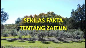 Gambar burung merpati membawa setangkai daun zaitun di paruhnya menjadi simbol universal bagi perdamaian. 5 Fakta Tentang Pohon Zaitun Youtube