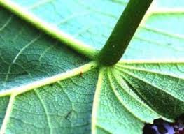 Image result for Rutidea fuscescens