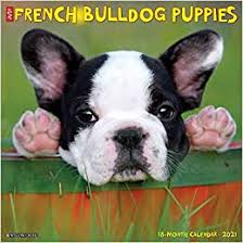 The french bulldog breed originally came to the united states with groups of wealthy americans who came across them and fell in love while touring europe in the late 1800s. Just French Bulldog Puppies 2021 Wall Calendar Dog Breed Calendar Willow Creek Press 0709786056125 Amazon Com Books