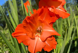 Image result for Gladiolus melleri