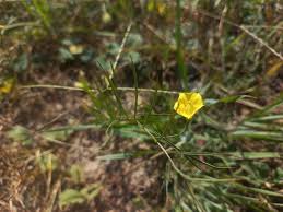 Image result for Ipomoea linosepala