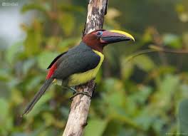 Image result for Ozoroa viridis