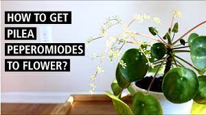 I have this plant at work, just brought it in to repot it. How To Get Pilea Peperomioides To Flower Should You Remove The Offshoots Youtube