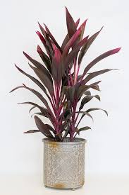 Shop in hawaiian ti (ltl03602) in the tropical plants section of lowes.com The Red Sister Ti Is A Tropical Plant It S Long Thin Leaves Show Vibrant Stripes Of Pink Plum Maroon And Burgund Long Leaf Plants Plants Plant Decor Indoor