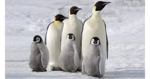 Penguins, like all birds, are warm blooded, so going two months without food takes an extreme toll on the male's body, since he must rely on his energy stores. March Of The Penguins 2 The Next Step Movie Review