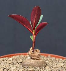 Image result for Monadenium pseudoracemosum