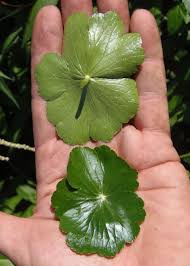 Image result for Hydrocotyle ranunculoides