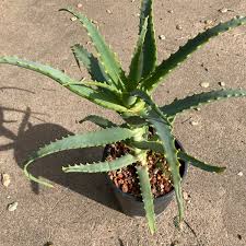 Image result for Aloe arborescens