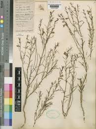 Image result for Aptosimum lugardiae