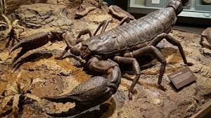 Escorpião gigante maior que cachorro: o que sabemos da descoberta