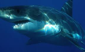 Is shark halal or haram? South African Shark Meat Could Be Poisoning Australians Allafrica Com