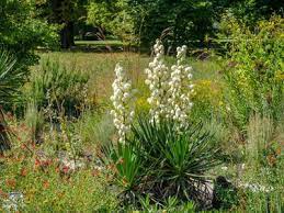 Ursprünglich entlang der ostküste der usa und mexiko verbreitet, verwildert im mittelmeerraum. So Gelingt Die Yucca Pflege Standort Und Pflegetipps Fur Yucca Palmen