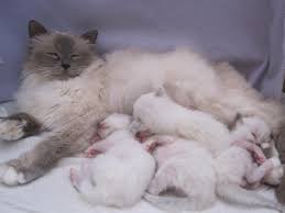 Sacred Birman Cat With Kittens Cattery Kapas The Netherlands Chat Sacre De Birmanie Beaux Chats Sacre De Birmanie
