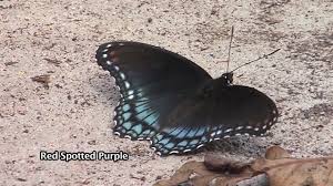 I live in southeast pennsylvania and saw a medium sized black butterfly or moth today. Butterflies Moths Nebraska Game And Parksnebraska Game And Parks