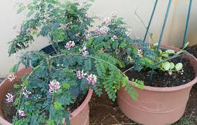 Image result for Pechuel-Loeschea leubnitziae