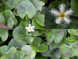 Image result for Nymphoides brevipedicellata