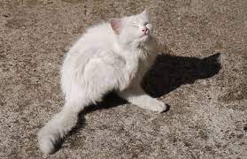 Causes Of An Itchy Cat Petcha Flea Treatment Cat Fleas Treatment Fleas