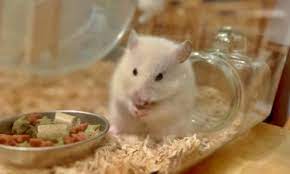 ハムスターを飼うならージャンガリアンとゴールデンの種類と性格と値段 ichinyokkiの自由な暮らし ハムスター ジャンガリアンハムスター かわいいハムスター