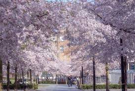 City Of London London Insta No Instagram Thanks For Photo Discover London Blossom In Swiss Cottage Tag Us London Ins London City London Instagram