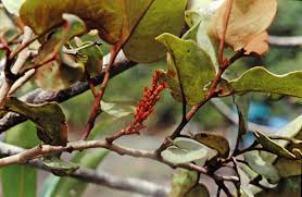 Image result for Helixanthera