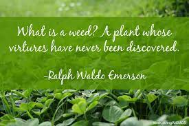 Garden Quotes Best Gardening Quotes By Famous People Install It Direct