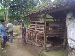 Kandang kambing dari bambu merupakan model kandang kambing yang umum di gunakan oleh peternak kambing indonesia, karena biaya pembuatanya terbilang cukup murah dan sangat bisa d. Peternak Kambing Diminta Meninggikan Dan Merapatkan Kandang