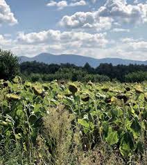 Image result for Sphaeranthus flexuosus