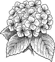Flowers Drawings Inspiration 9 Vector Hydrangea Flower Images Beautiful Flower Drawings Flower Drawing Flower Coloring Pages