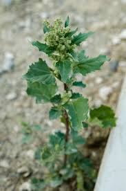 Image result for Chenopodiastrum