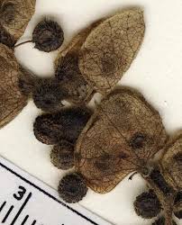 Image result for Anisocycla