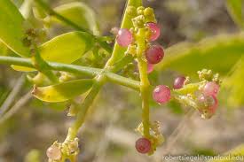 Image result for Salvadoraceae