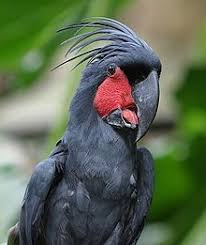 Tropical Black Bird With Large Beak Cockatoo Puffins Bird Cockatoo Bird