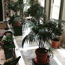 Plants poisonous to cats can cause anything from mild irritation to death. Plant Portrait Indoor Palms Leaf And Paw